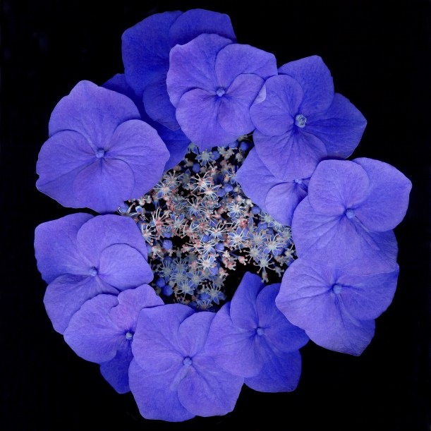 Blue French Lace III