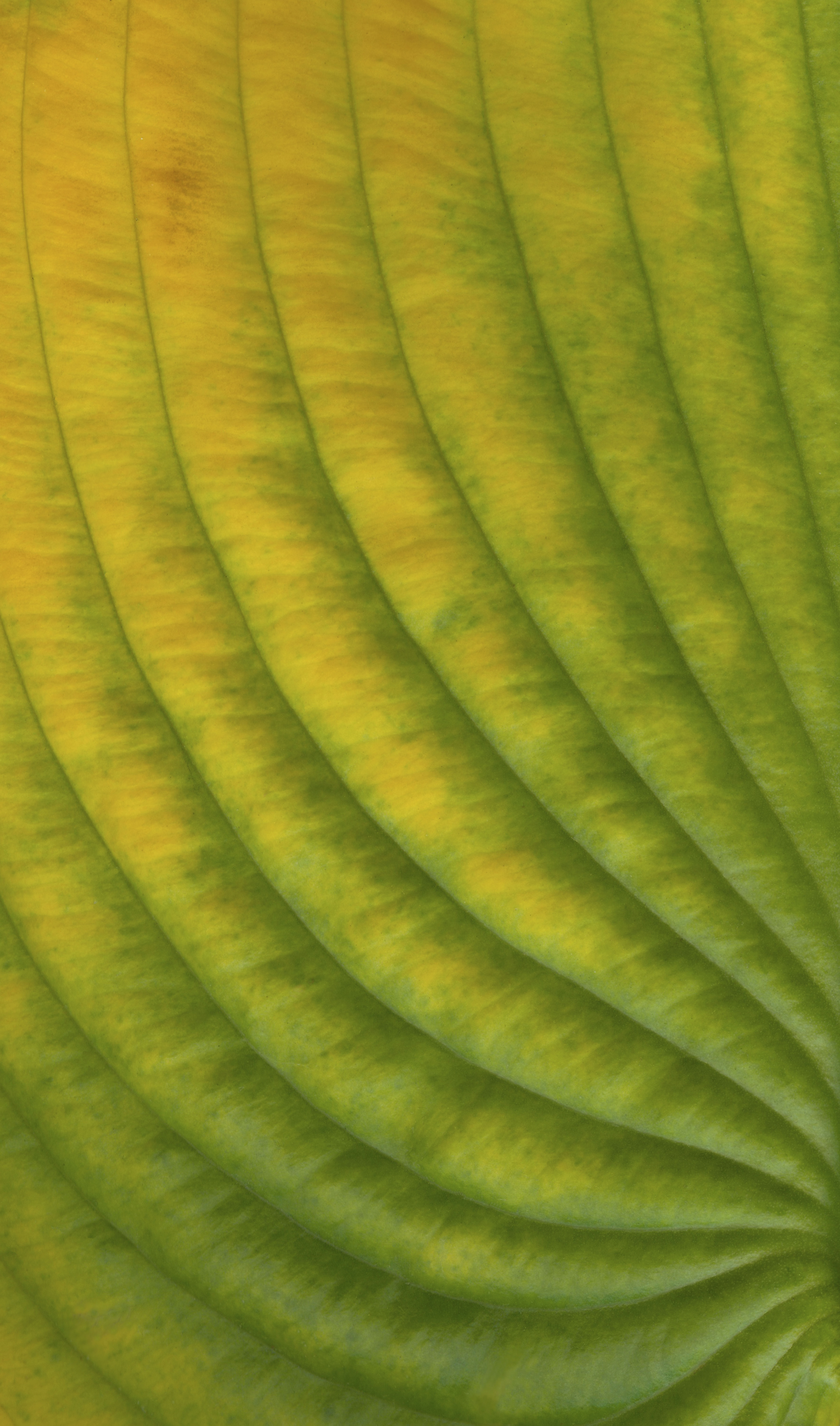 Leaf_V2