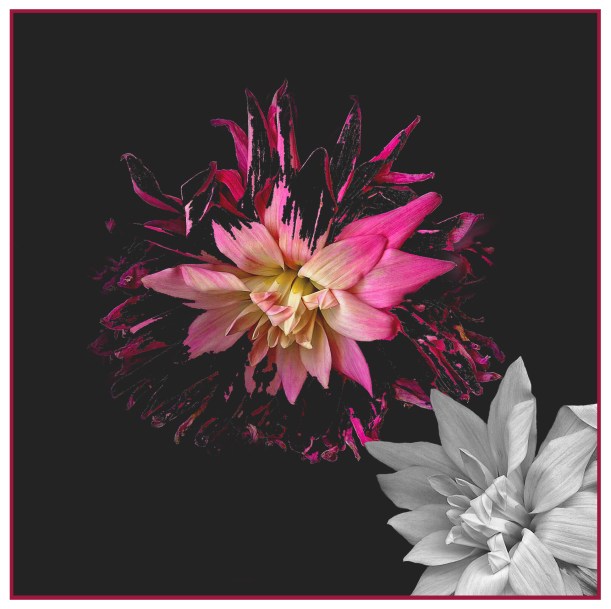 quarterview_dalhia_IV2_Multiple