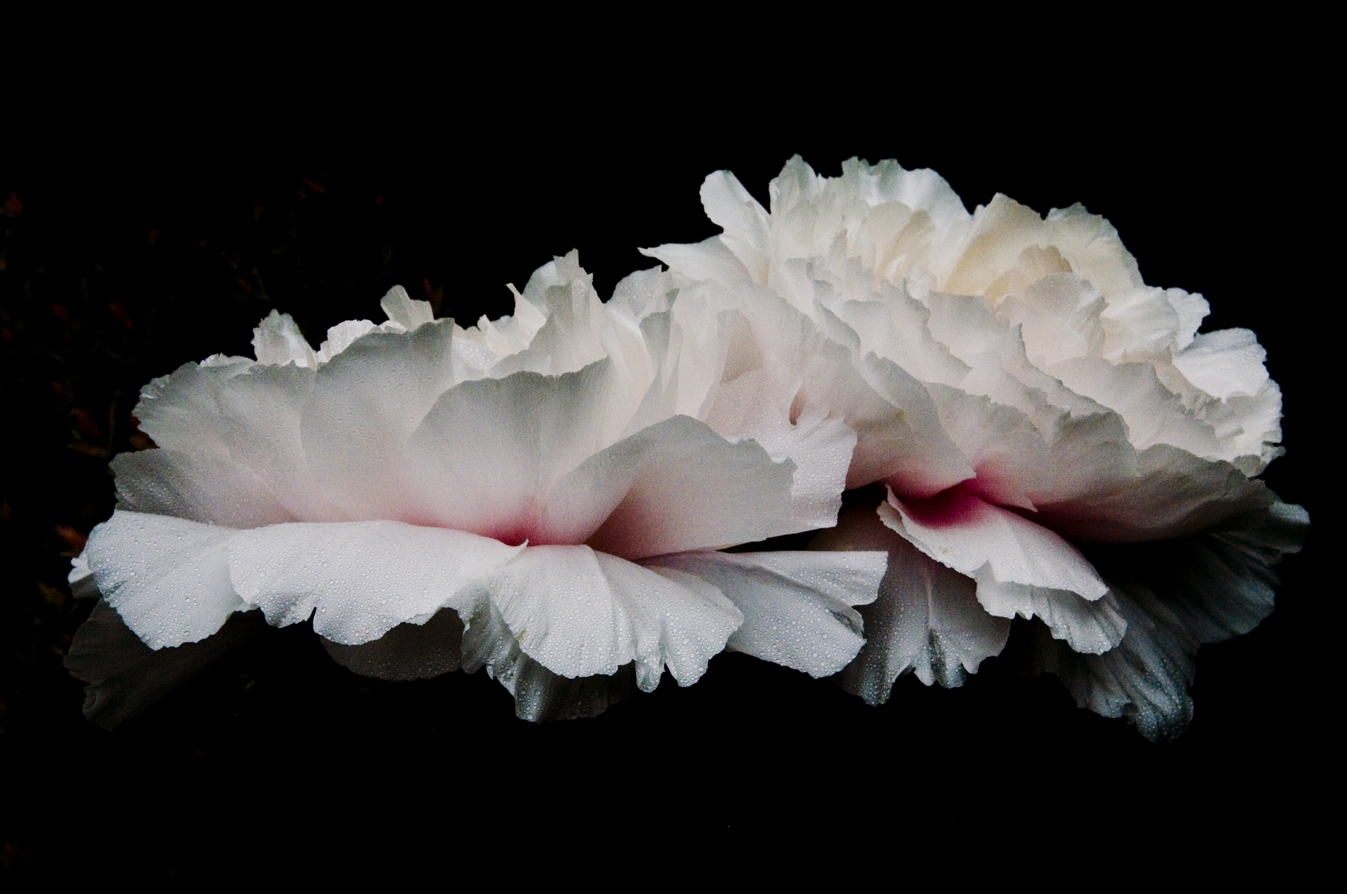 White Peony on Black