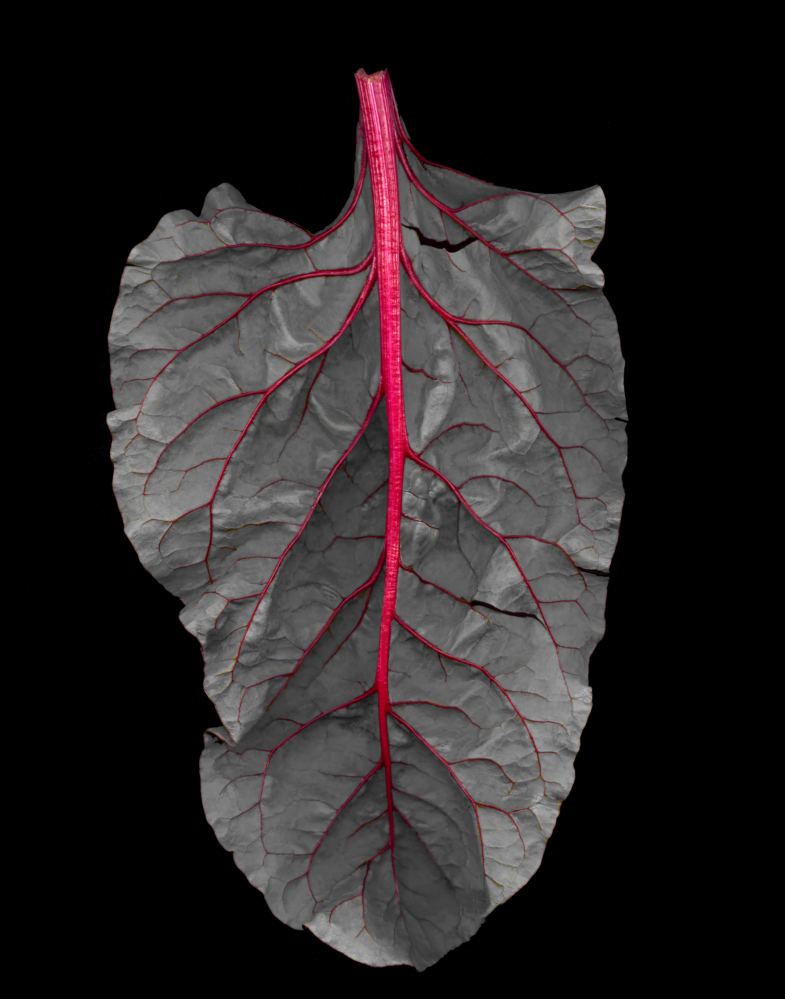 Swiss Chard X B&amp;W_RGB